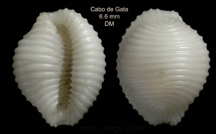 Trivia candidula (Gaskoin, 1836)Specimen from Cabo de Gata, Almer�a, Spain (actual size 6.6 mm) 
