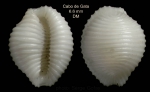 Trivia candidula (Gaskoin, 1836)Specimen from Cabo de Gata, Almería, Spain (actual size 6.6 mm) 