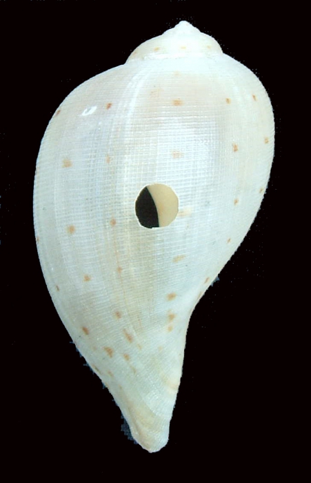 Holotype, dorsal