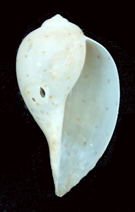 Holotype, ventral