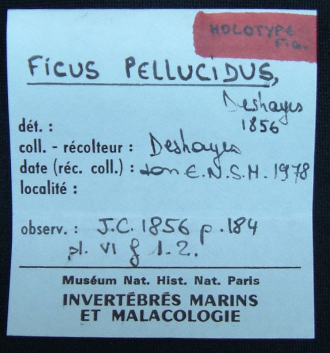 Holotype, label Holotype, label