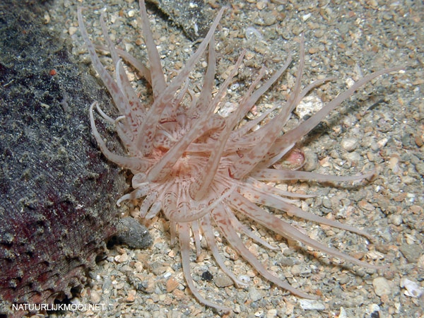Andresia parthenopea Andresia parthenopea