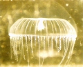 Hydrozoa (hydroids)