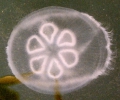 Scyphozoa (jelly fish)