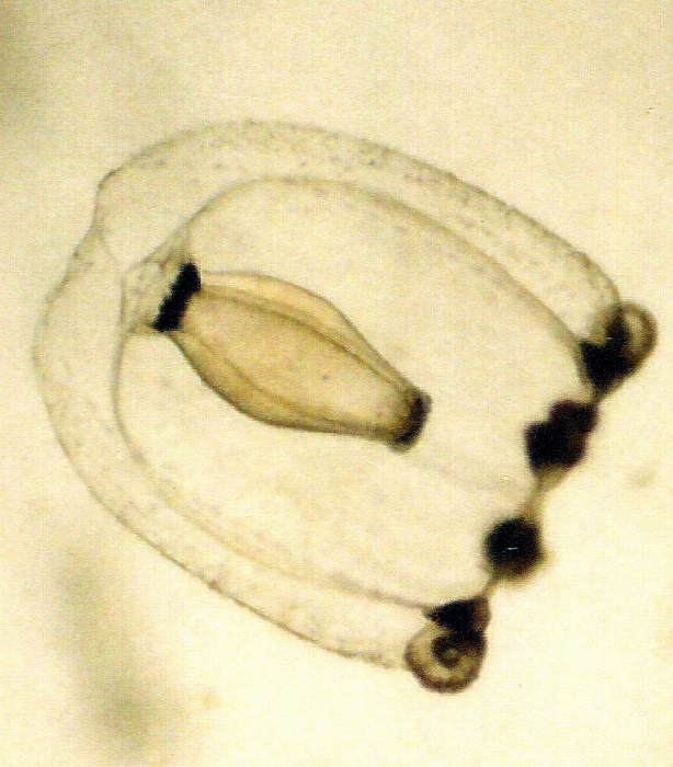 Ectopleura dumortierii Ectopleura dumortierii