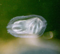 Ctenophora (sea gooseberries)