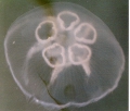 Scyphozoa (jelly fish)