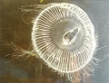 Hydrozoa (hydroids)