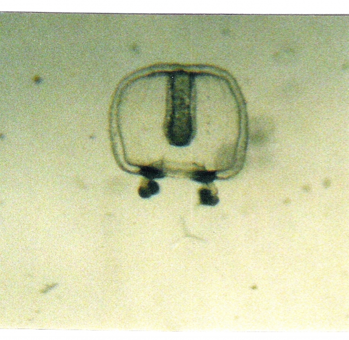 Ectopleura dumortierii Ectopleura dumortierii