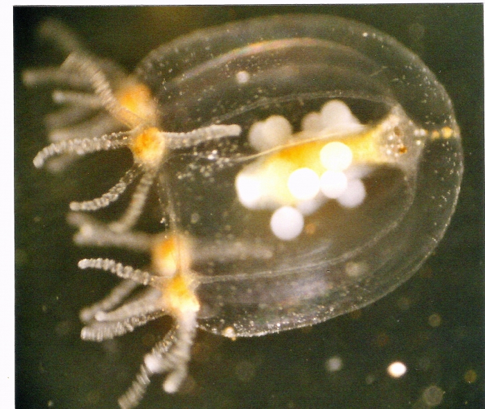 Margelopsis haeckeli