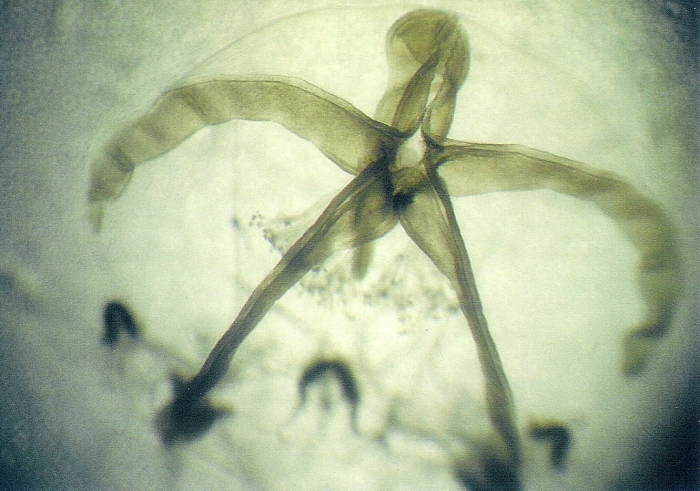 Nemopsis bachei Nemopsis bachei