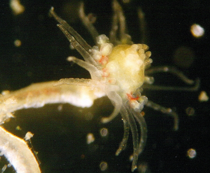 Ectopleura dumortierii Ectopleura dumortierii