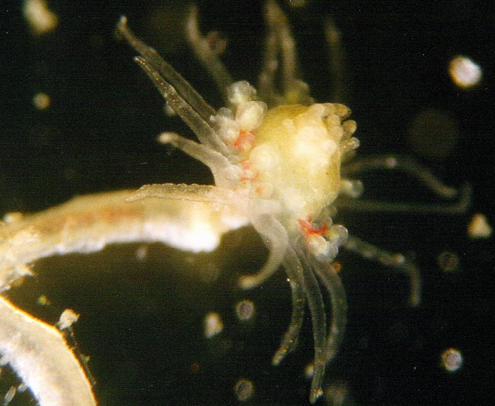 Ectopleura dumortierii