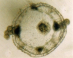 Hydrozoa (hydroids)