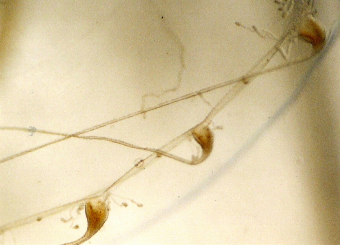 Eucheilota maculata Eucheilota maculata