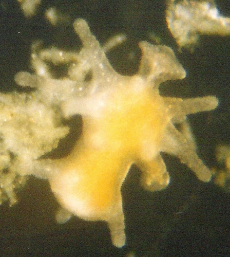 Margelopsis haeckeli