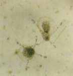 Hydrozoa (hydroids)