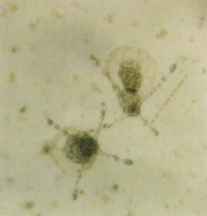 Nemopsis bachei
