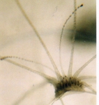 Hydrozoa (hydroids)