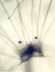 Hydrozoa (hydroids)