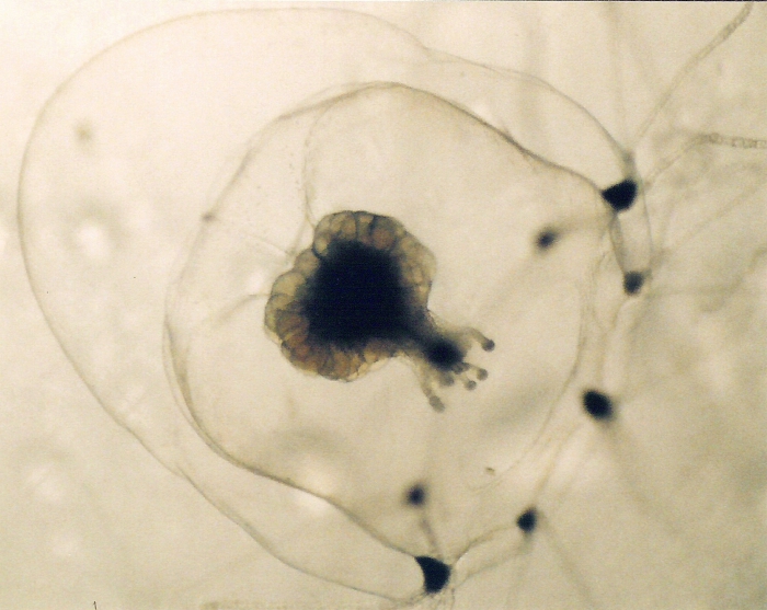 Rathkea octopunctata Rathkea octopunctata