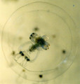 Hydrozoa (hydroids)