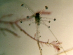 Hydrozoa (hydroids)