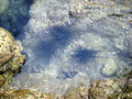 Echinodermata (echinoderms)