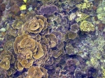 Pulau Rawa coral