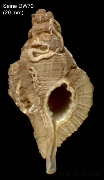 Cymatium pharcidum (Dall, 1889) Shell from Seine seamount, 33�43'N, 14�24'W,  180-190 m, �Seamount 1� sta. DW70 (actual size 29 mm)