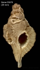 Cymatium pharcidum (Dall, 1889) Shell from Seine seamount, 33°43'N, 14°24'W,  180-190 m, ‘Seamount 1’ sta. DW70 (actual size 29 mm)