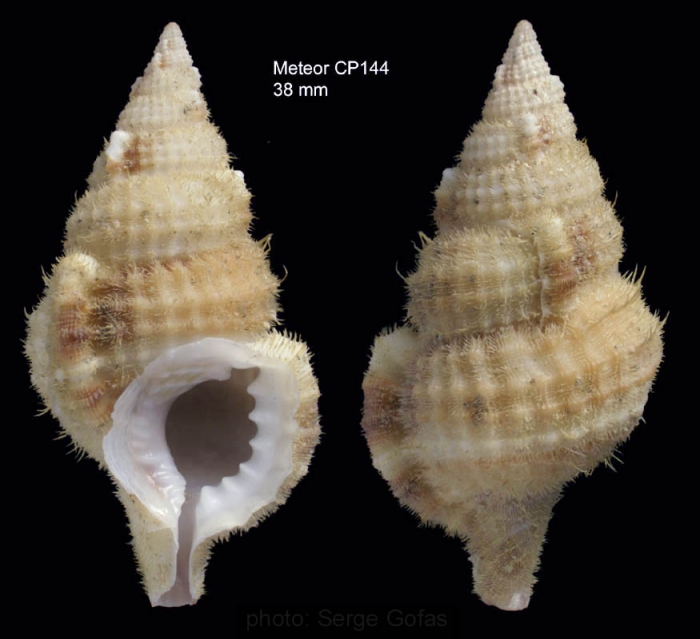 Sassia lewisi Harasewych & Petuch, 1980Specimen from Great Meteor seamount, 30°09.9'N 28°29.0'W, 335 m, 'Seamount 2' CP 144 (actual size 38 mm) Sassia lewisi Harasewych & Petuch, 1980Specimen from Great Meteor seamount, 30°09.9'N 28°29.0'W, 335 m, 'Seamount 2' CP 144 (actual size 38 mm)