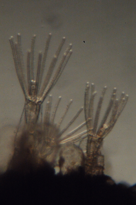 Arachnidium fibrosum Arachnidium fibrosum