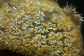 Aplidium glabrum, author: De Blauwe, Hans Aplidium glabrum, author: De Blauwe, Hans