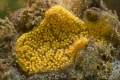 Tunicata (sea squirts)