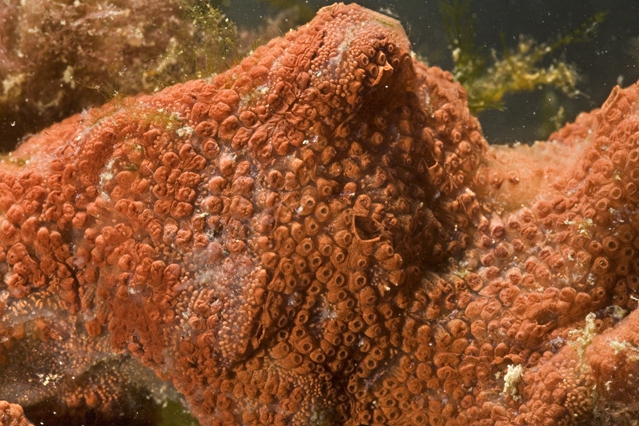 Botrylloides violaceus Botrylloides violaceus