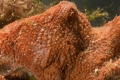 Tunicata (sea squirts)