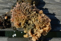 Porifera (sponges)