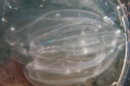 Ctenophora (sea gooseberries)