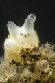 Tunicata (sea squirts)