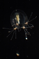 Hydrozoa (hydroids)