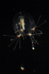 Hydrozoa (hydroids)