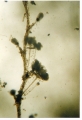 Hydrozoa (hydroids)