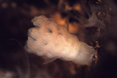 Aurelia aurita polyp