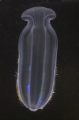 Ctenophora (sea gooseberries)