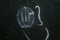 Ctenophora (sea gooseberries)