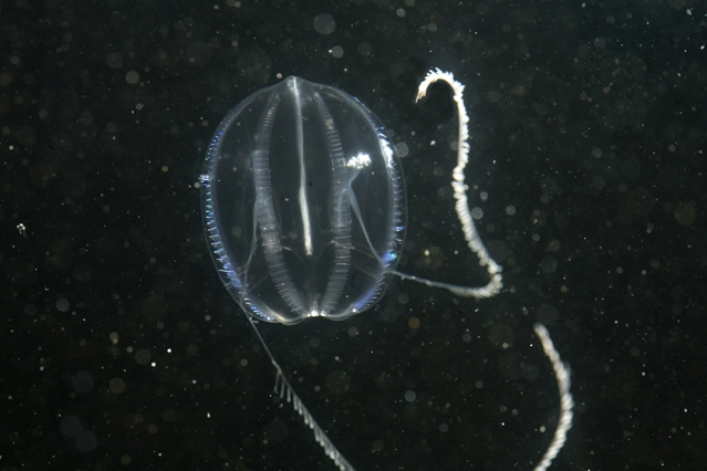 Pleurobrachia pileus