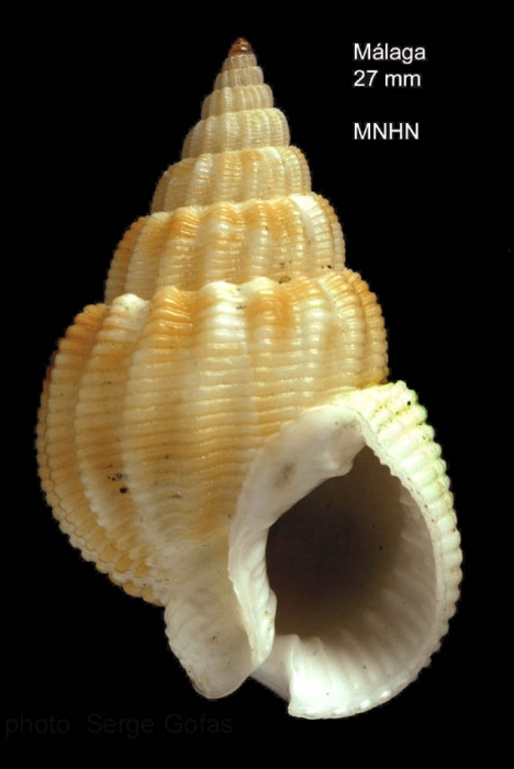 Nassarius denticulatus (Adams A., 1852)Specimen from off Malaga, southern Spain  (actual size 27.7 mm)