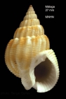 Nassarius denticulatus (Adams A., 1852)Specimen from off Malaga, southern Spain  (actual size 27.7 mm)