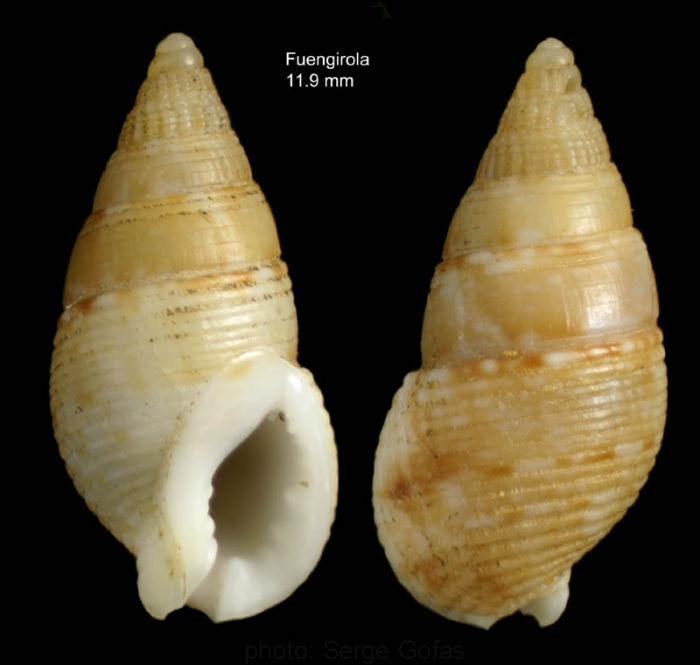 Nassarius recidivus (von Martens, 1876)Specimen from off Fuengirola, southern Spain (actual size 11.9 mm) Nassarius recidivus (von Martens, 1876)Specimen from off Fuengirola, southern Spain (actual size 11.9 mm)